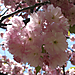 Cherry_blossoms_16