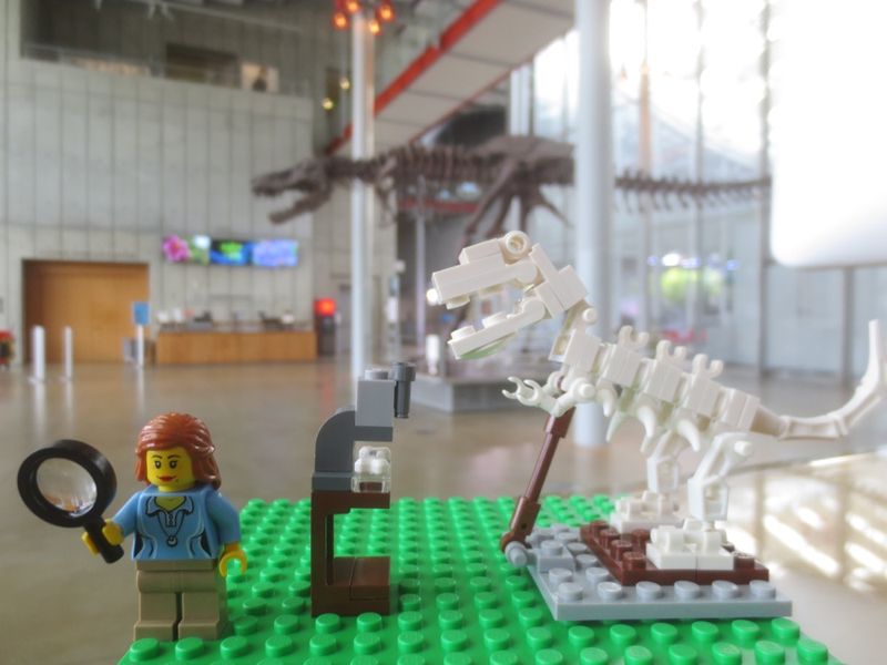 Paleotologist w t rex